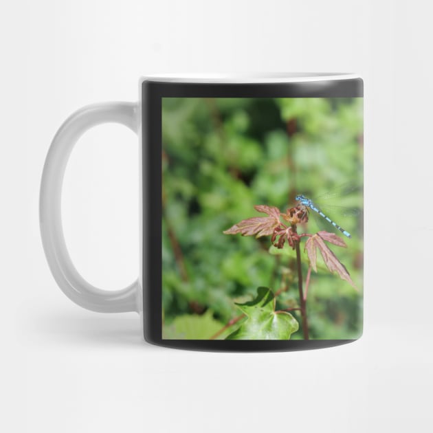 Common Blue Damselfly by fantastic-designs